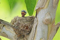 Western Wood-Pewee